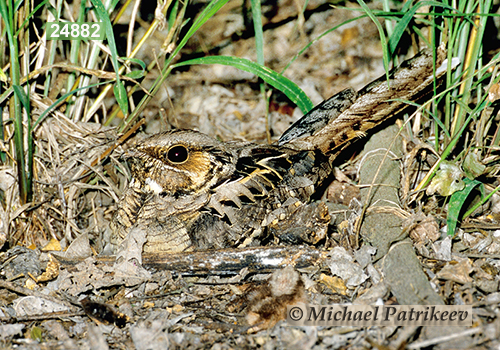 Common Pauraque (Nyctidromus albicollis)